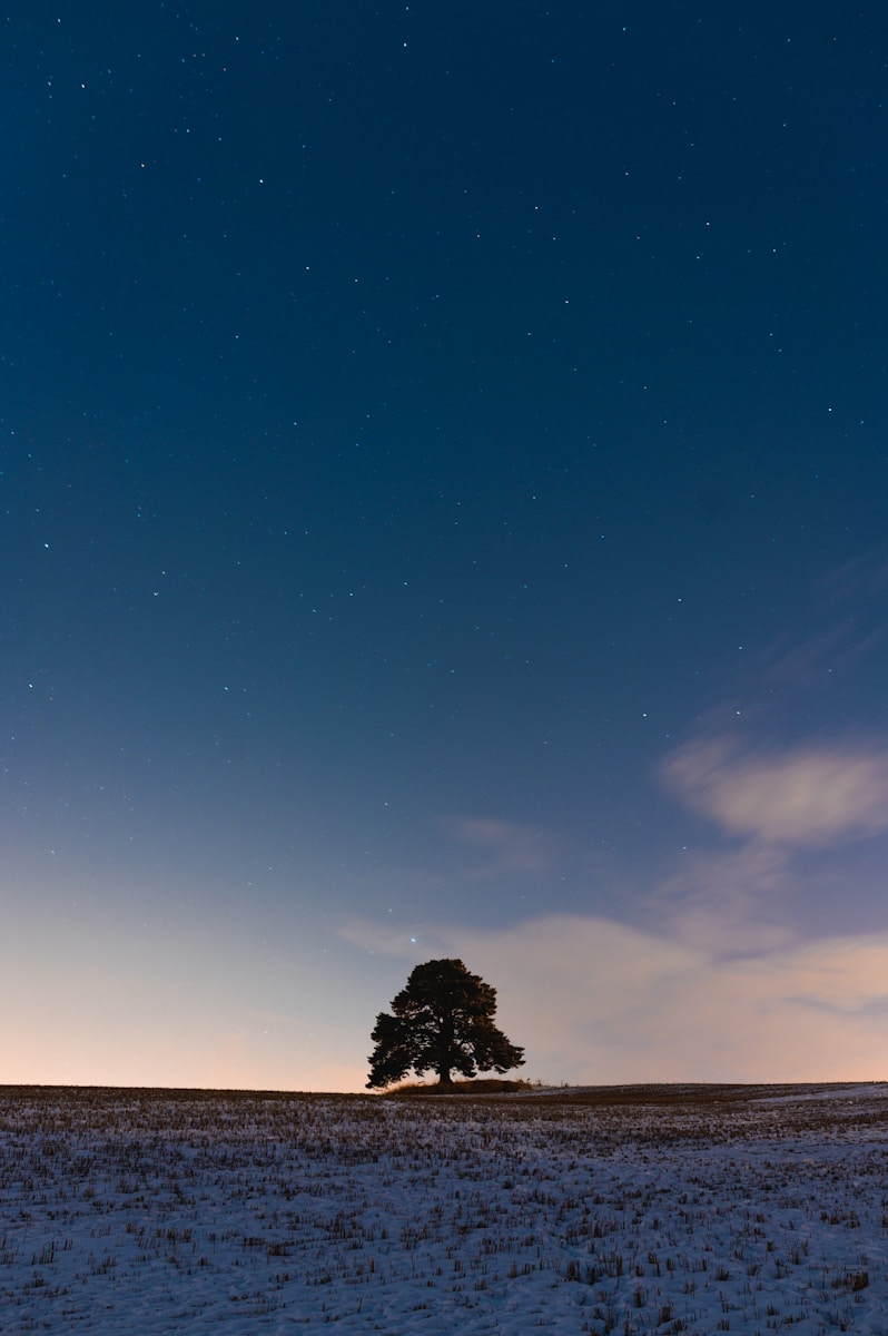 silhouette of tree under blue sky during daytime
